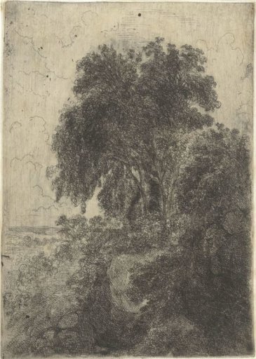 Birches