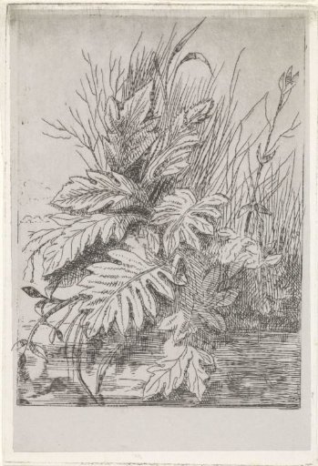 Plants