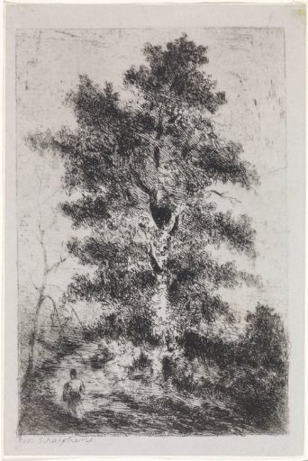 Beech tree