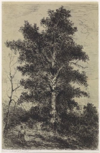 Beech tree