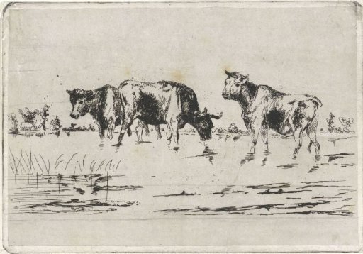 Cows in a flooded meadow