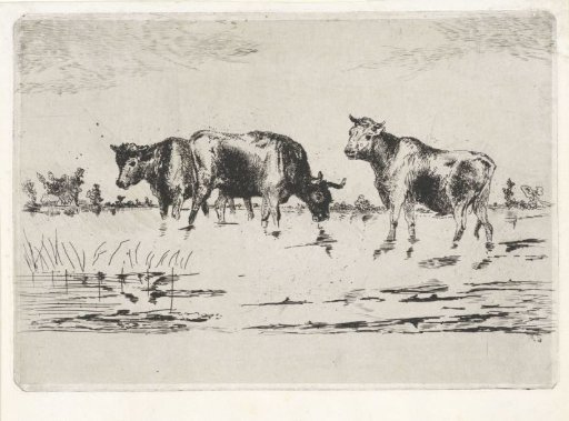 Cows in a flooded meadow