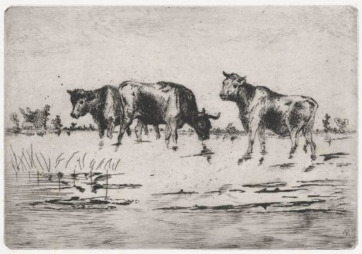 Cows in a flooded meadow