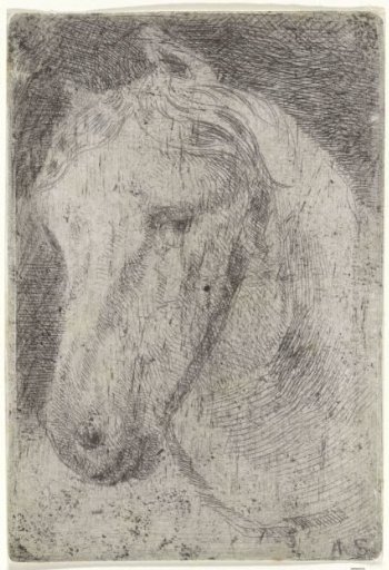 Head of a white horse