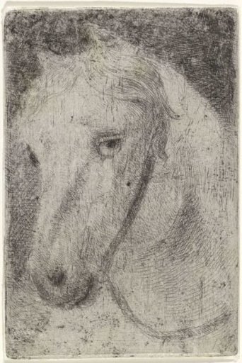 Head of a white horse