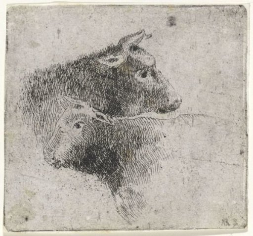 Two cow heads