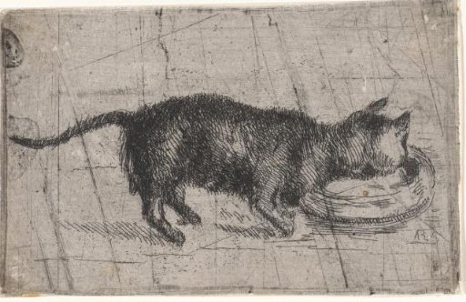 Drinking cat