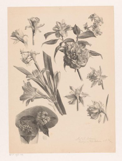 Studies of Flowers