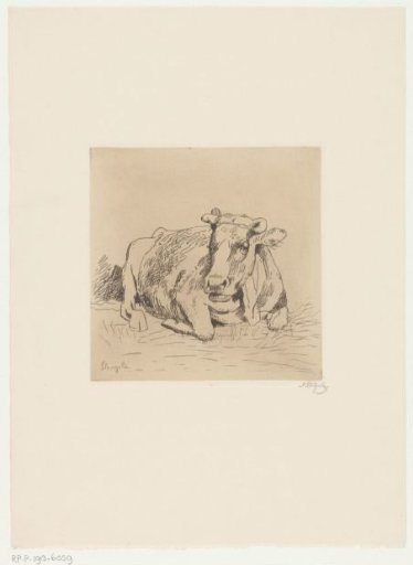 Study of a cow