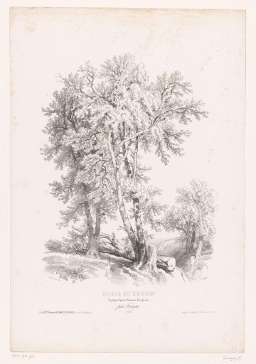 Trees in a landscape