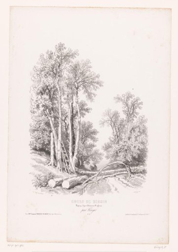 Forest view with two women gathering wood