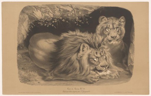 Lion and Lioness