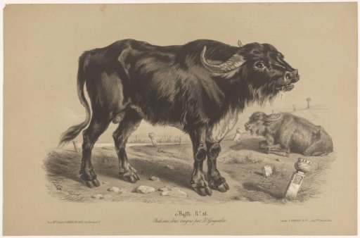 Buffalo