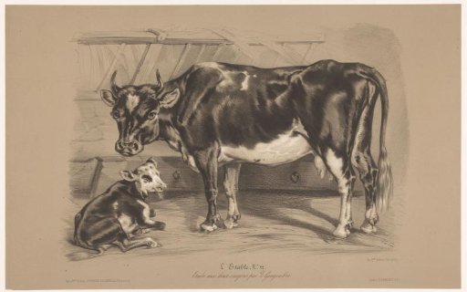 Cow with Calf in a Stable