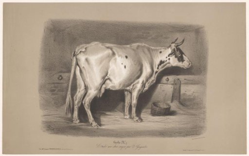 Cow in a Stable