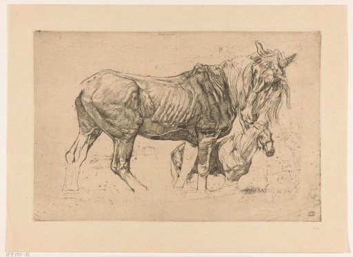 Two horses