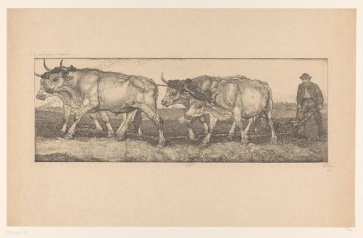 The Oxen