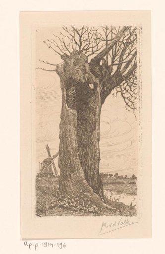 Pollarded willow in landscape with mill