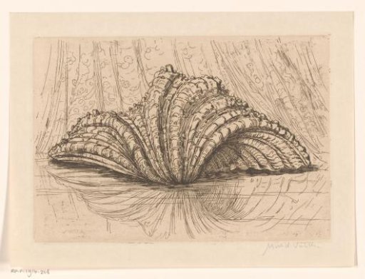Shell