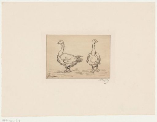 Study of two geese