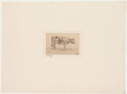 Study of a cow