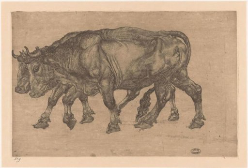 Two oxen