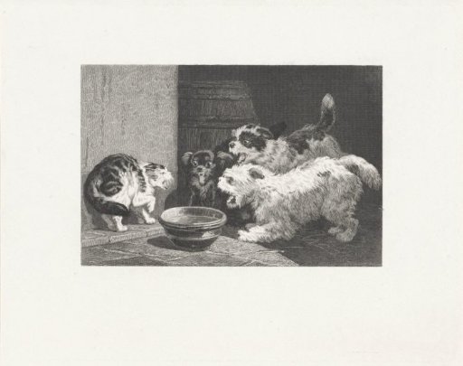 Cat in a Corner
