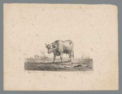 Bull