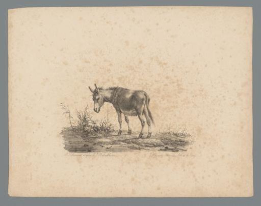 Donkey