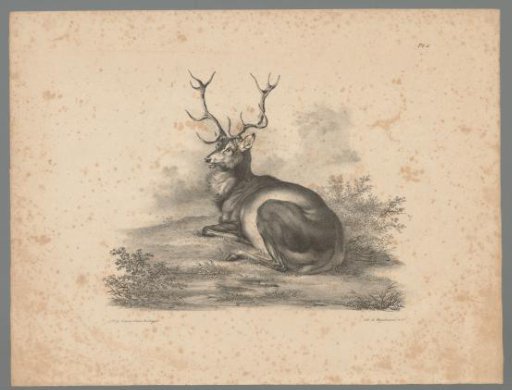 Reclining Stag
