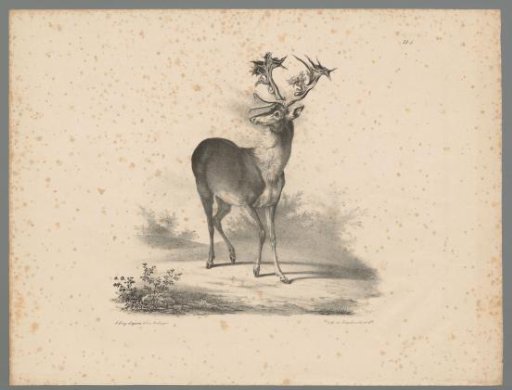 Stag