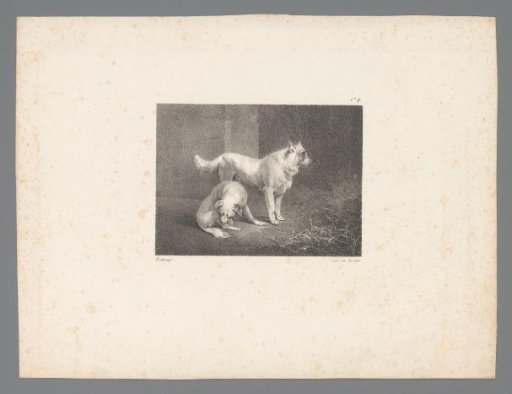 Two dogs