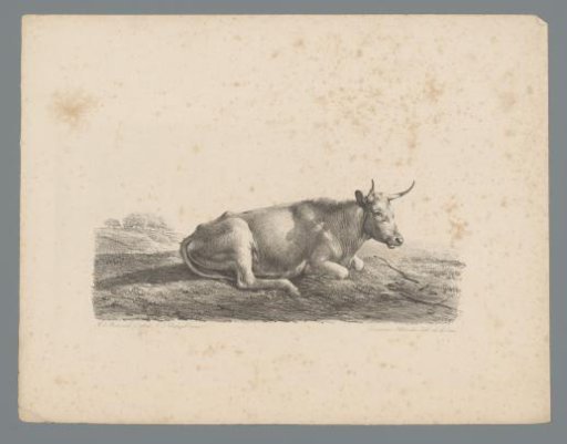 Lying cow