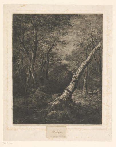 Forest landscape