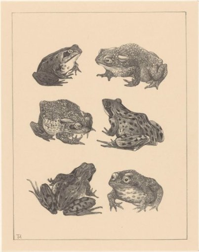 Six frogs and toads