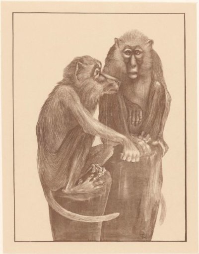 Two monkeys on tree stumps