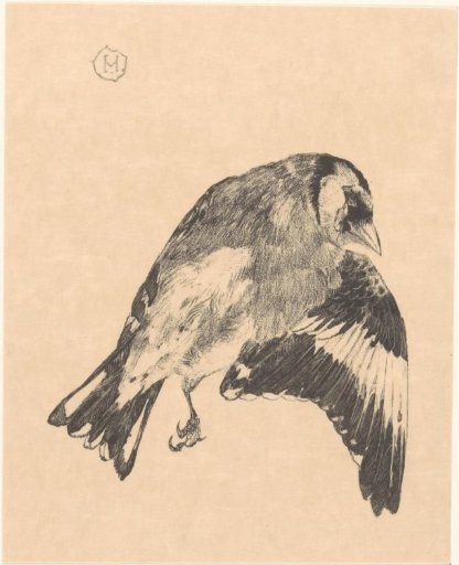 Dead titmouse