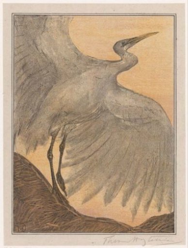 Silver heron