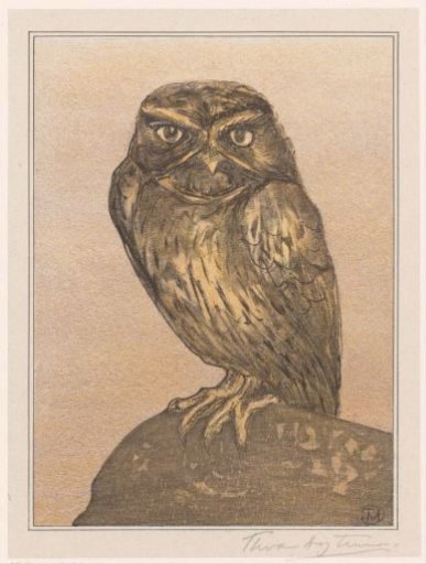 Little Owl on rock
