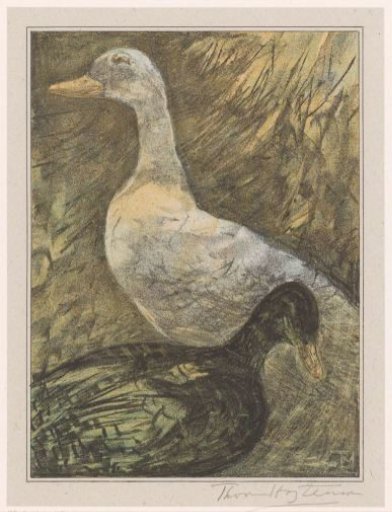 Two standing ducks