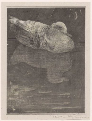 Floating duck