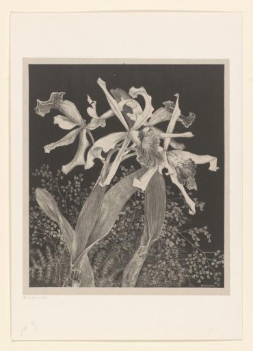 Orchids
