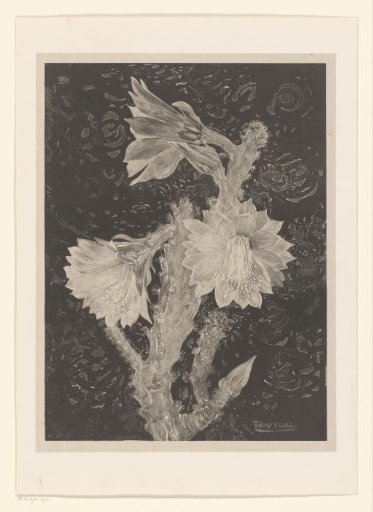 Flowering cactus