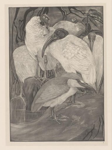 Five ibises and a black tern