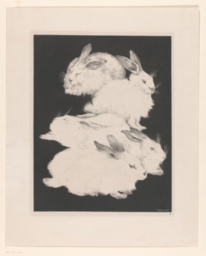 Two Angora rabbits
