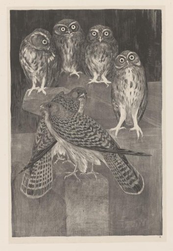 Four little owls and two hobbies