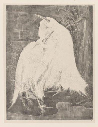 Two silver herons