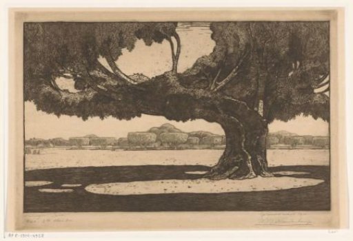 Banyan Trees in the Garden of the Sultan's Palace in Yogyakarta