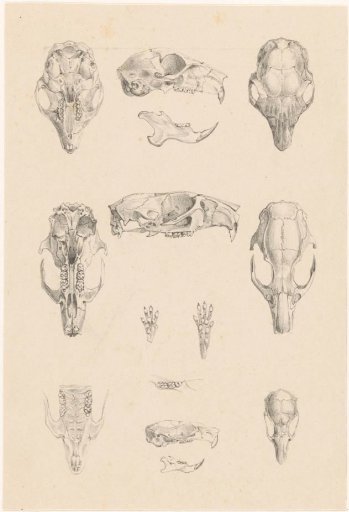 Rodent skulls