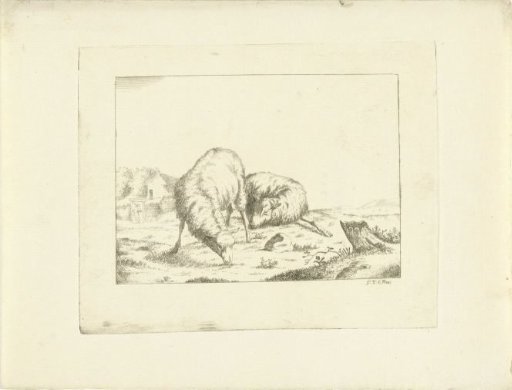 Two Sheep